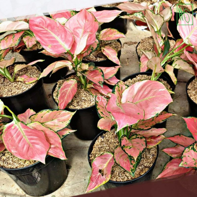 Aglonema pink katrina