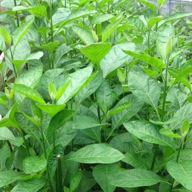 

Daun afrika segar 1 kg