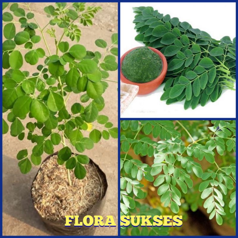 Bibit Tanaman Daun Kelor Pohon Kelor Bibit Kelor Moringa Oleifera