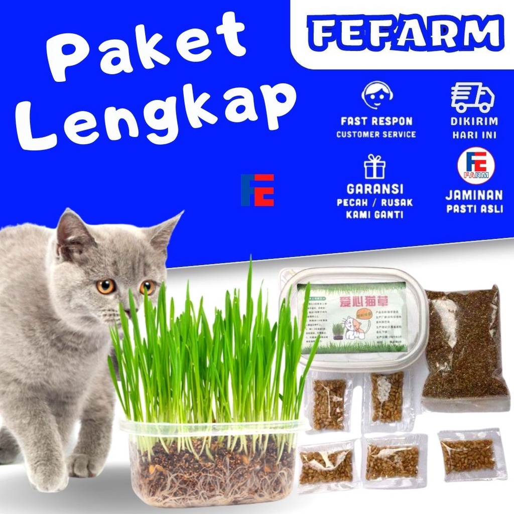 Paket Rumput Kucing Cat Grass Wheatgrass Rumput Benih Gandum Microgreen Wheat Grass  (1 Box Tanam + 1 Karung Tanah + 5 Bungkus Bibit) FEFARM