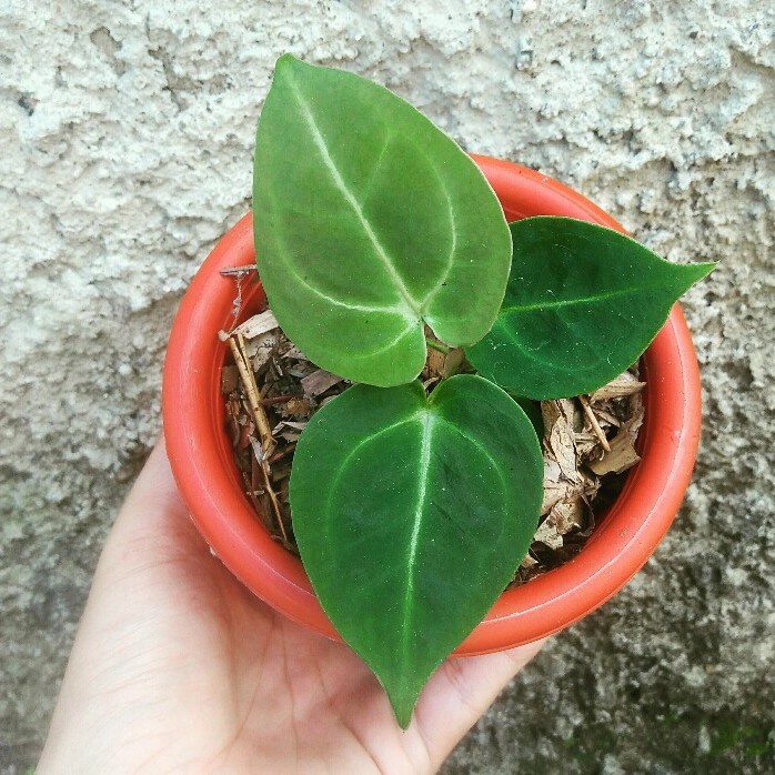 tanaman hias / tanaman anthurium / anthurium dressleri / kuping gajah dressleri / daun bulat hitam /