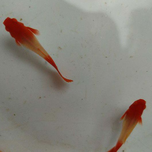Albino koi red ear