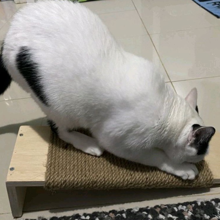 papan kayu garukan kucing lantai cat scratching