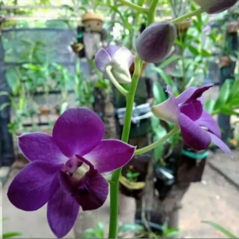 Tanaman hias anggrek dendrobium bunga ungu - anggrek ungu