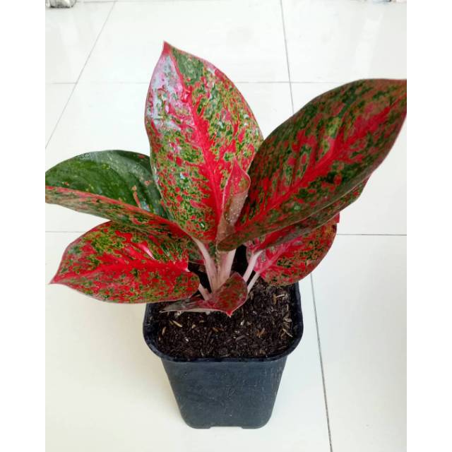 Tanaman Hias Aglonema Red Stardust - Bibit Aglonema Red Stardust
