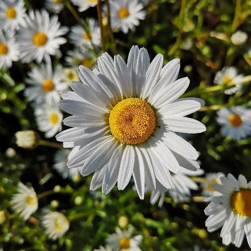 Benih Bibit Biji - Bunga Chrysanthemum Ox Eye Daisy Flower Krisan Wildflower Seeds - IMPORT
