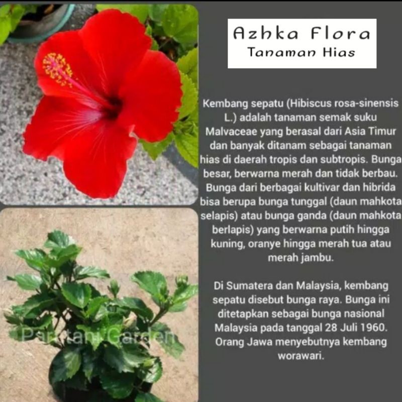 Tanaman Bunga Sepatu Merah Bibit Kembang Sepatu Bunga Merah Shopee Indonesia