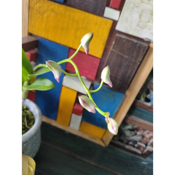 Anggrek Dendrobium ID:KNT