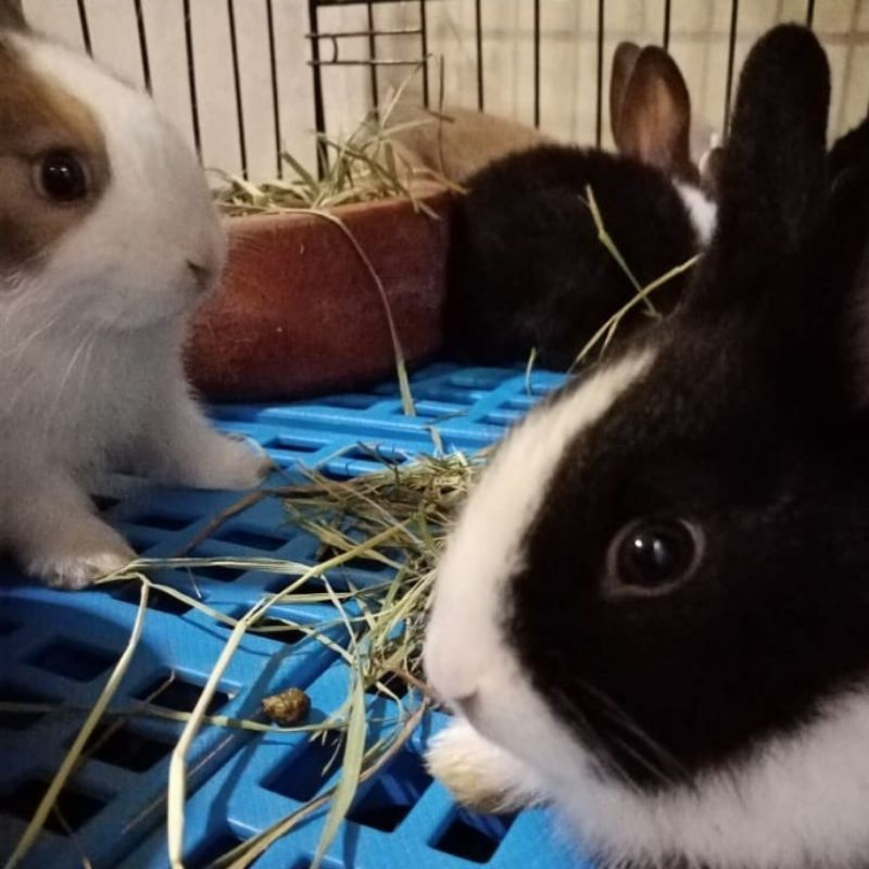 kelinci hias lucu Dutch jantan breed sendiri