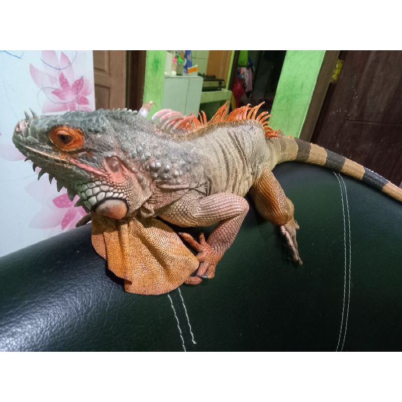 Red Iguana Jumbo