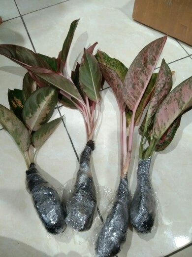 Aglonema Kochin Aglaonema Cochin