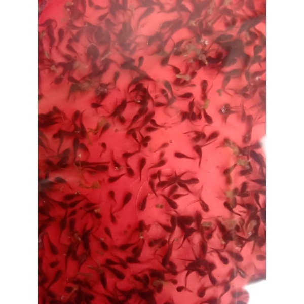 

Benih Lele khas Ciseeng