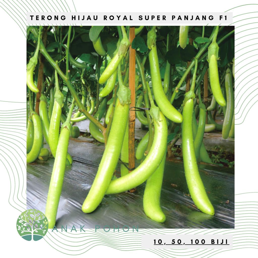 Benih Bibit Biji - Terong Hijau Royal F1 Hibrida Seeds - Panen dalam 50 Hari - Tipe Ramping Mengkilap &amp; Super Panjang