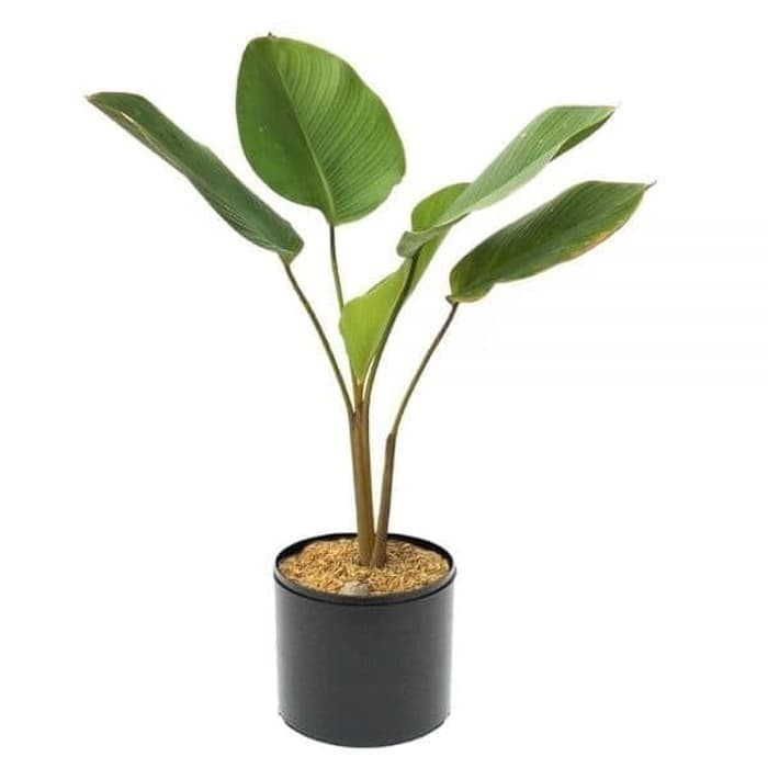 Tanaman Hias Pisang Calathea-Tanaman Calathea Pisang