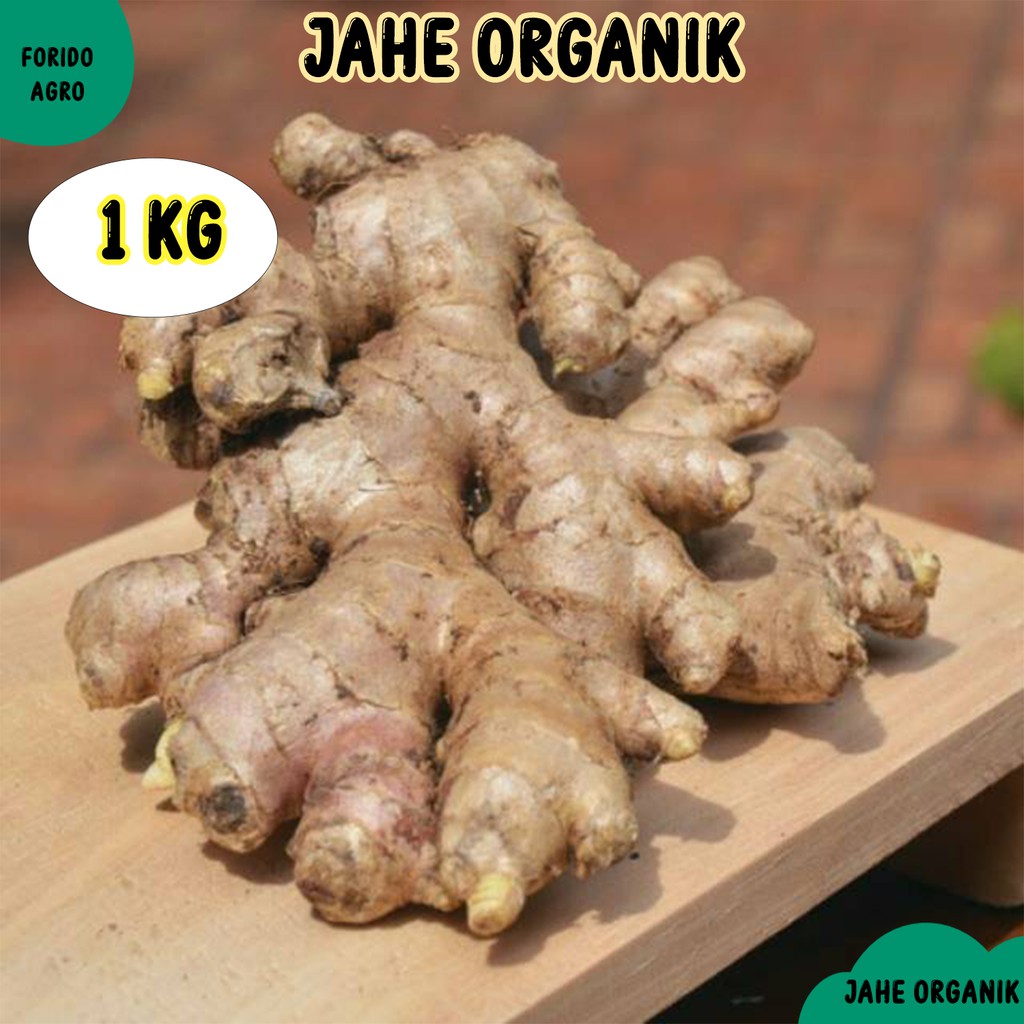 

Jahe Organik Segar 1Kg - Jahe Alami Berkualitas "FORIDO