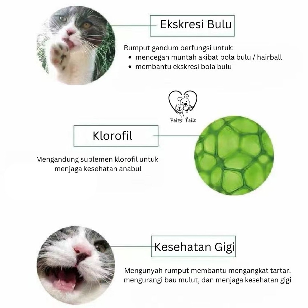 Rumput Untuk Kucing Premium Benih Gandum Organik Langsung Tanam Kemasan TinFoil Praktis Untuk Mencegah Muntah Akibat Bola Bulu Hairball / Wheat Grass For Cat