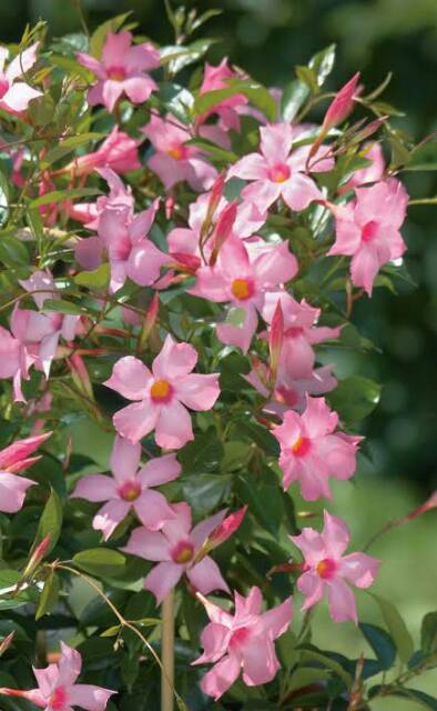 Tanaman Hias Impor Mandevilla Pink