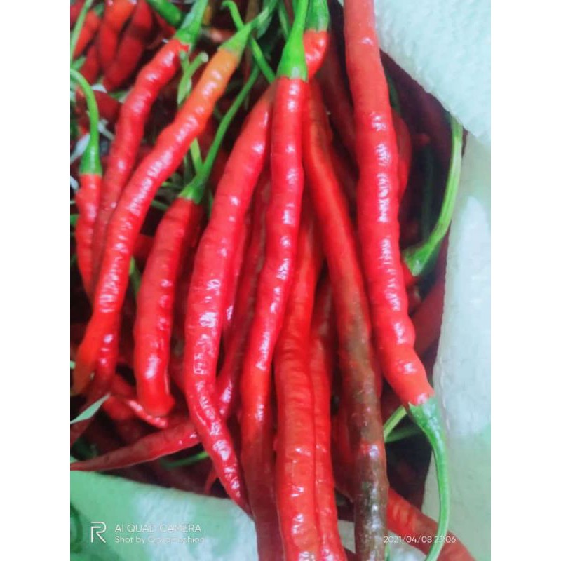 

Cabai Merah Keriting / Red chilli 250gr