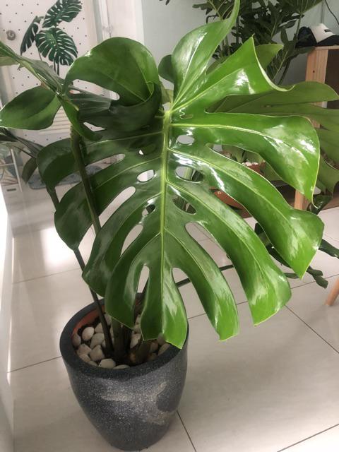 Monstera Deliciosa Medium Philodendron Pot 30 Cm Plus Media Tanam Ajaib