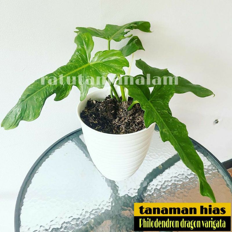 tanaman hias philodendron dragon varigata philo dragon varigata
