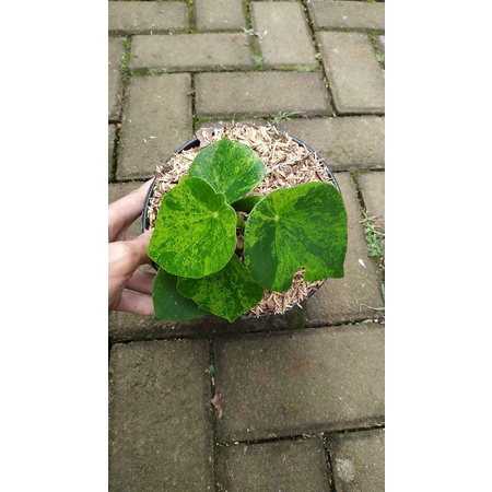 peperomia raindrop variegata