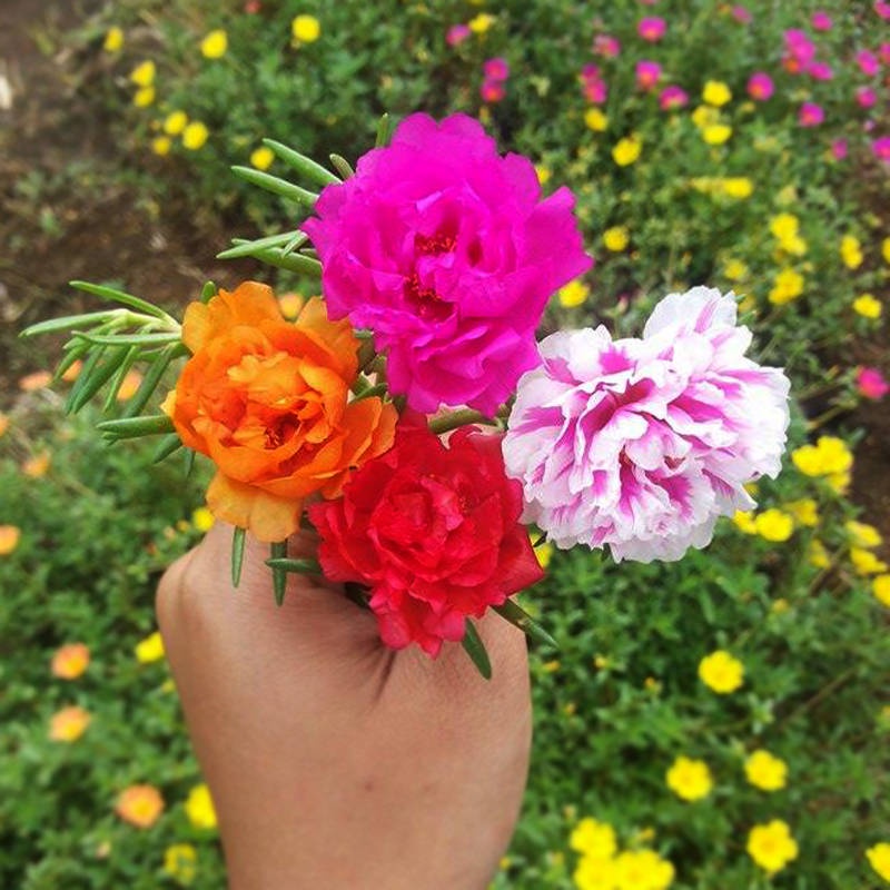Bibit Tanaman Hias Sutra Bombay Tumpuk/Bunga Krokot/Mossrose/Bunga Pukul 9 tumpuk/ bunga cantik manis