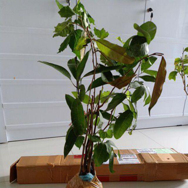 ^_^ Bibit Durian Merah - Tanaman Buah Hidup- Co2