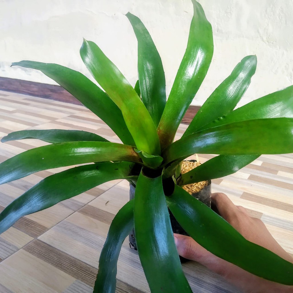 Bromelia Resort pengalaman liburan di tengah alam hijau