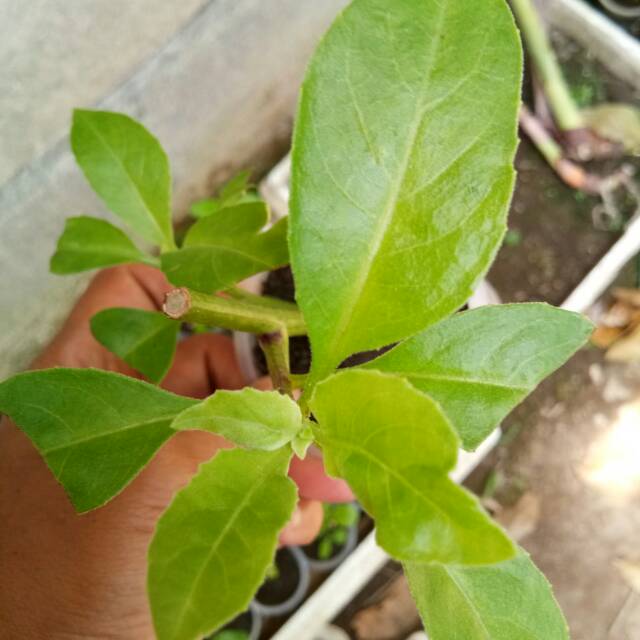 Bibit Tanaman Herbal Sambung Nyawa - Gynura Procumbens