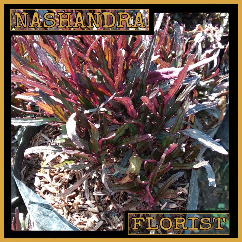 Tanaman Hias Bunga Rumput Laut Merah