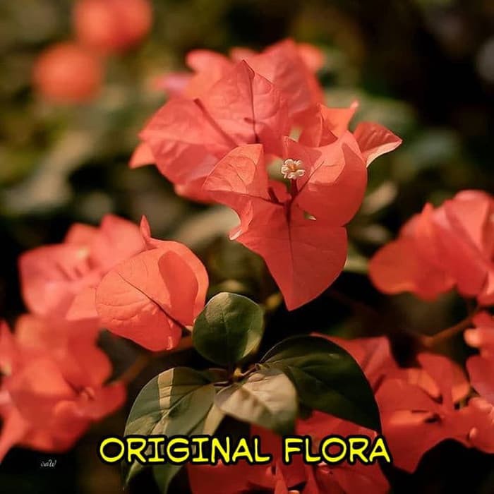 Bibit Kembang Kertas Bunga Bougenvile Bogenvile