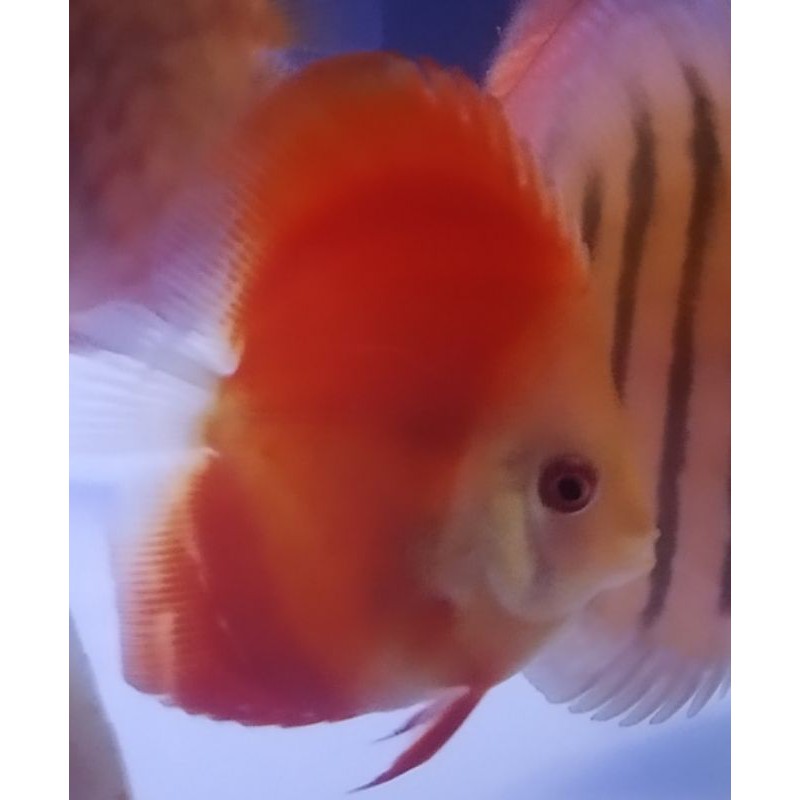 Ikan Discus Red Melon HB (High Body)