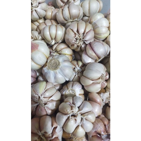

Bawang putih bersih 1 kg | bawang cinco super premium murah | bawang super