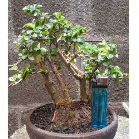 Bonsai Mame Sisir