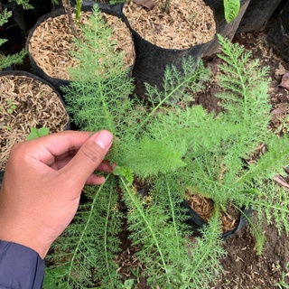 Jual Tanaman Herbal Daun Seribu (Yarrow) | Shopee Indonesia