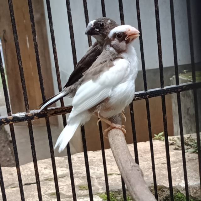 Burung finch atau emprit jepang