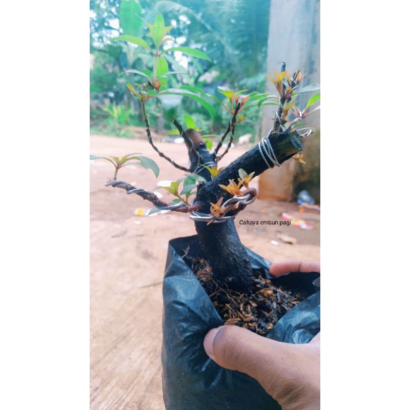 Bonsai pusaka -  tanaman hias bonsai pusaka