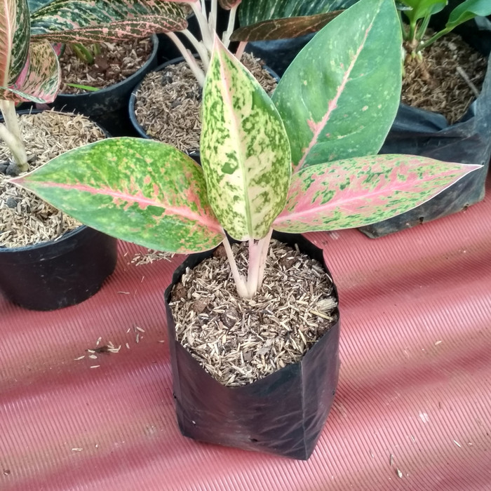 tanaman hias aglonema big roy - aglonema big roy