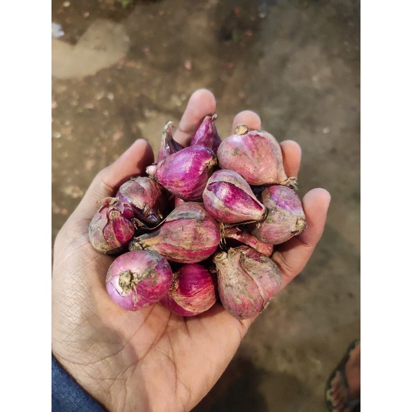 

BAWANG MERAH ASLI BREBES