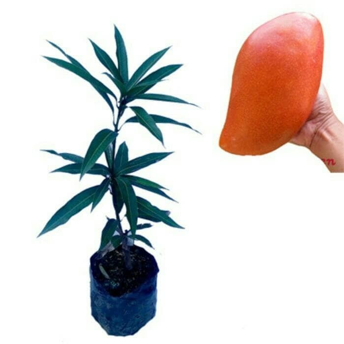 Bibit Buah Mangga Yuwen
