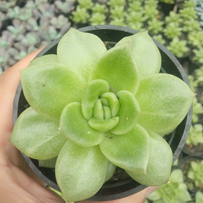 Kaktus sukulen echeveria agavoides