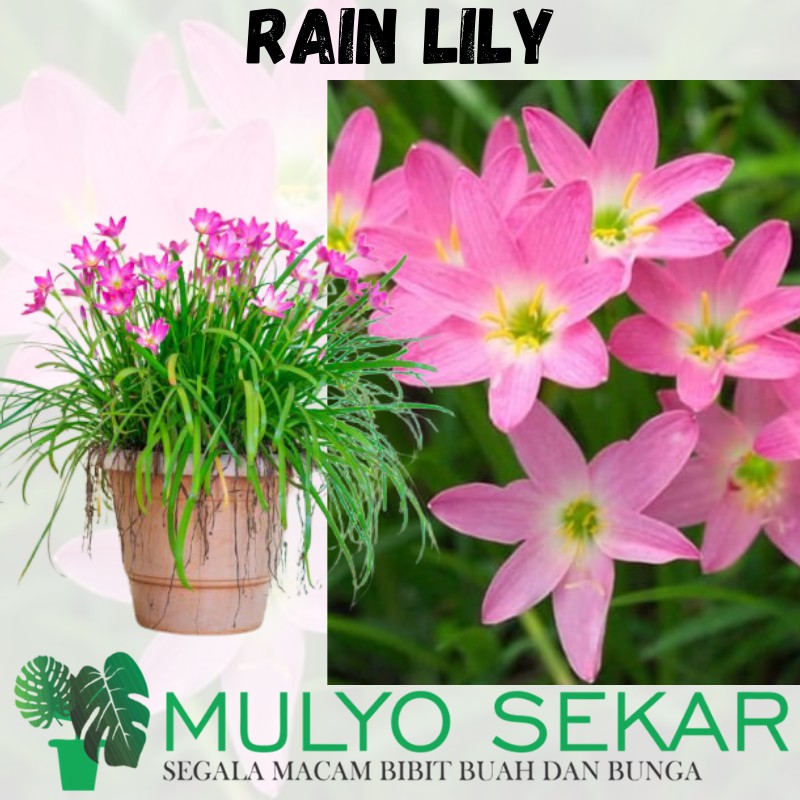 tanaman hias Rain Lily Bunga Hidup Murah Indoor - tanaman hias kucai tulip bunga pink