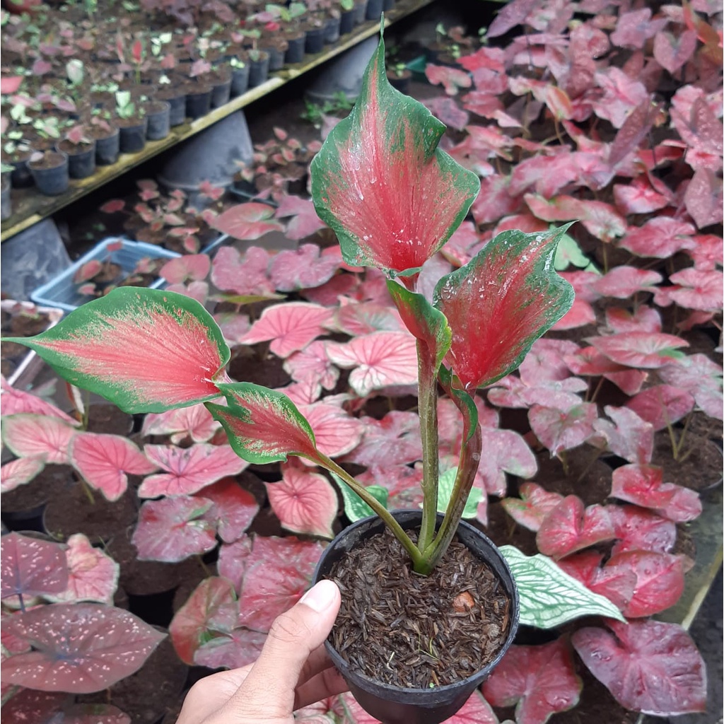 Caladium Red Peacock Tanaman Keladi Hias Red Peacock Keladi Impor Thailand Kualitas Super bibit 1-3 