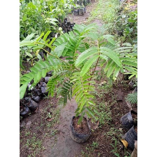 Bibit petai hasil okulasi