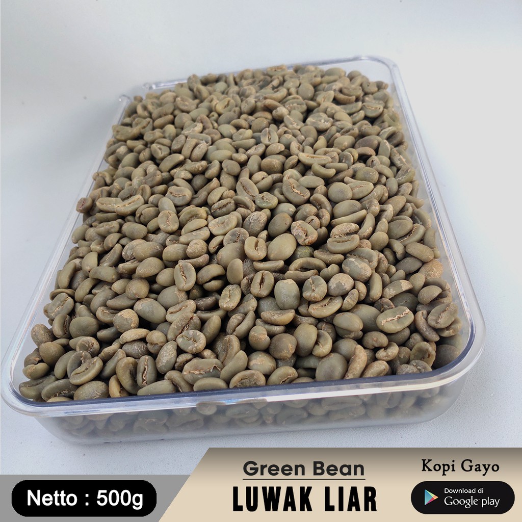 

Aza Coffee Biji Green Bean Kopi Luwak Liar Arabika Gayo Aceh 500g Kualitas Ekspor