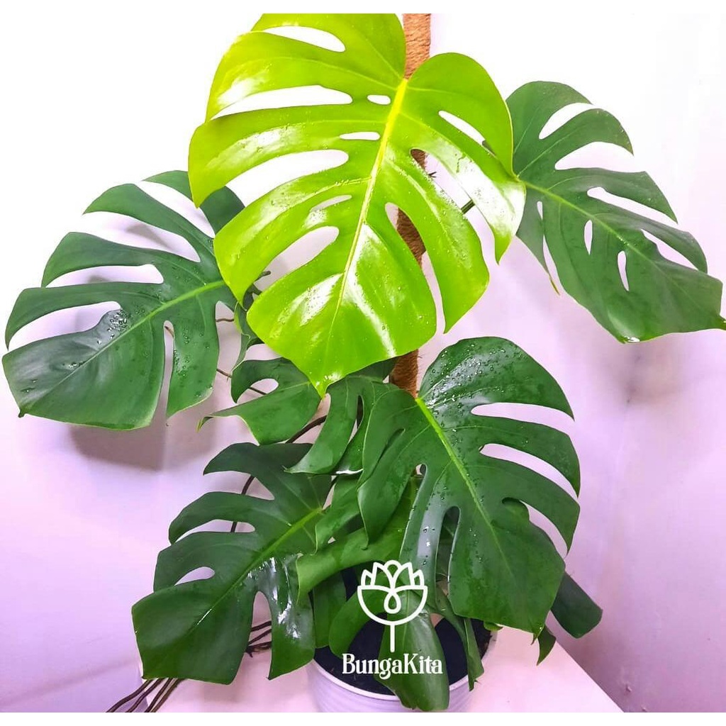 MONSTERA BORSIGIANA