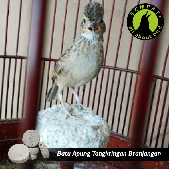 Batu Apung Mainan Burung Branjangan Shopee Indonesia