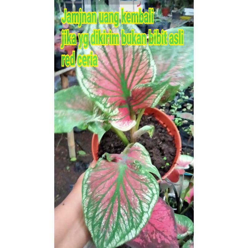 Caladium Red Ceria Daun Ganda anakan