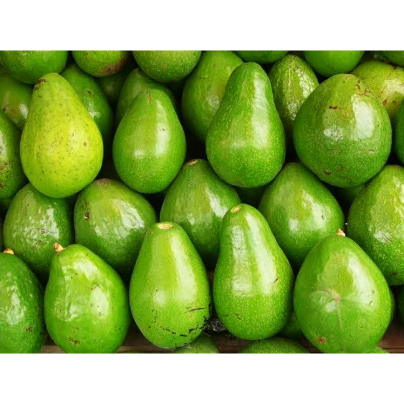 

Alpukat Mentega Jumbo Super Ori 1 kg 3-4 buah Murah