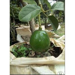 Tanaman pesanan MAMAH DEDEH